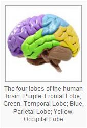 Brain lobes